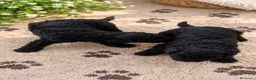Perro de Agua Español perros en venta: PERRO DE AGUA ESPAÑOL - Anuncio 9