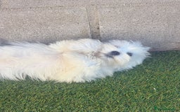 Bichón Maltés perros en venta: Bichon maltes - Imagen 14