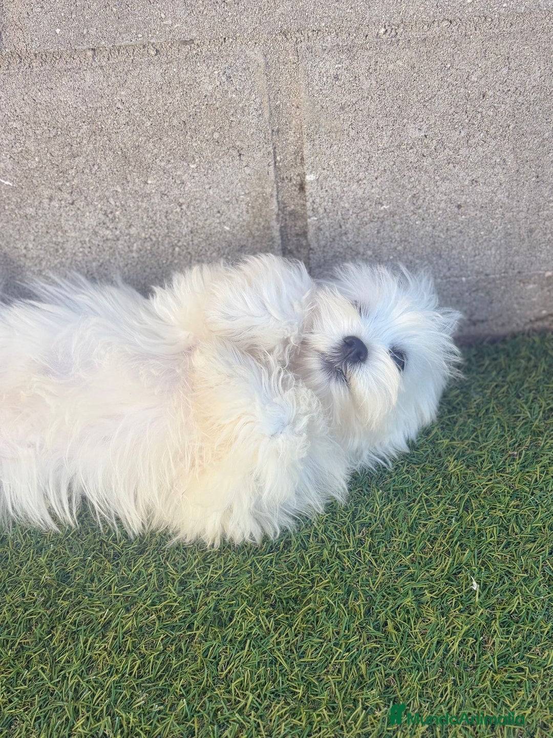 Bichón Maltés perros en venta: Bichon maltes - Imagen 14