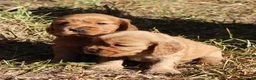 Cocker Spaniel Inglés perros en venta: Cocker spaniel inglés  en Sevilla - Anuncio 2
