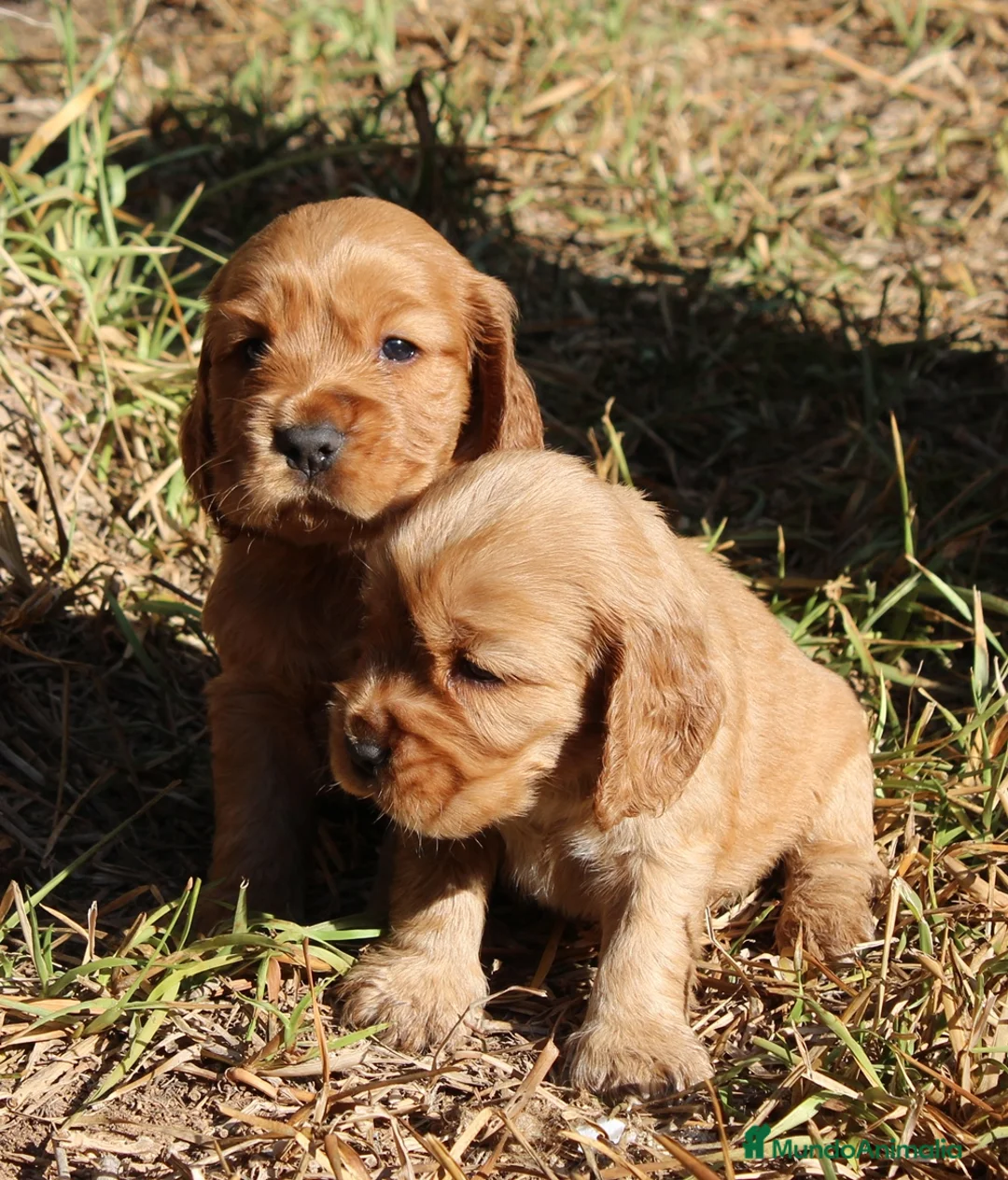 Cocker Spaniel Inglés perros en venta: Cocker spaniel inglés  en Sevilla - Anuncio 2
