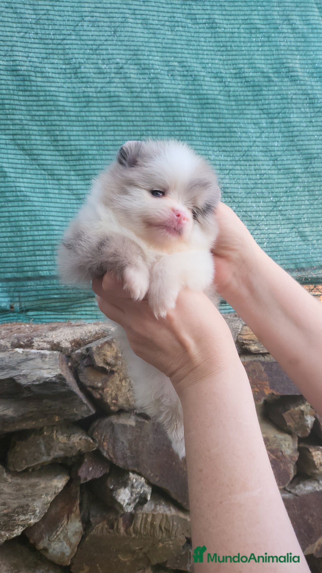 Pomerania perros en venta: Hembrita white-merle  - Imagen 2