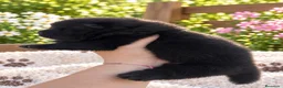 Chow Chow perros en venta: CHOW CHOW NEGRO CON MUCHO PELO  - Anuncio 6