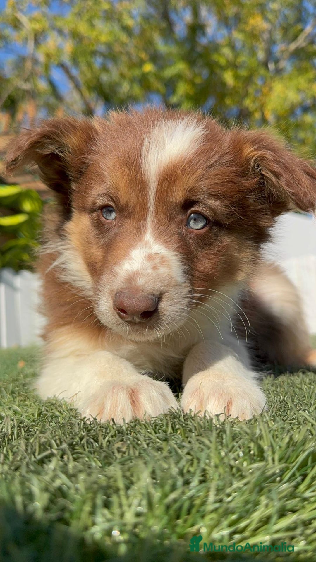 Border Collie perros en venta: BORDER COLLIE - Anuncio 27