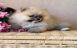 Pomerania perros en venta: Pomerania color sable hembra disponible!! - Imagen 1
