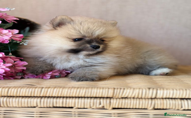Pomerania perros - Anuncio 2