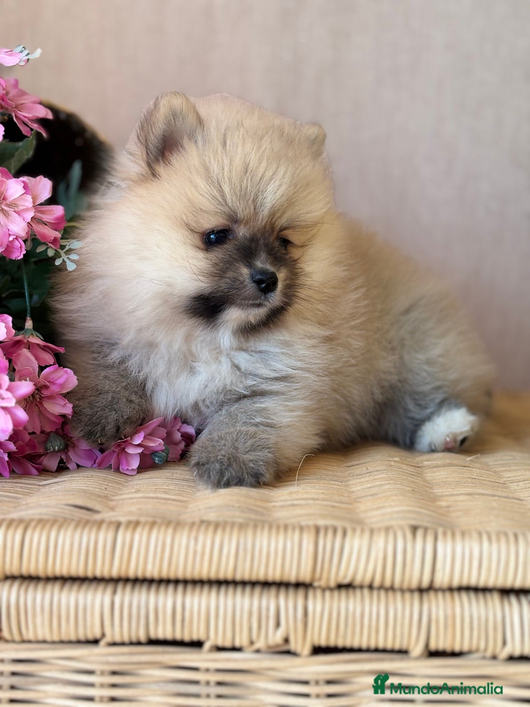 Pomerania perros en venta: Pomerania color sable hembra disponible!! - Imagen 1