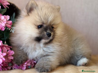 Pomerania perros - Anuncio 26