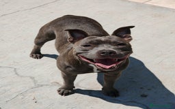 Staffordshire Bull Terrier perros en venta: Staffordshire Bull Terrier Blue  - Imagen 5