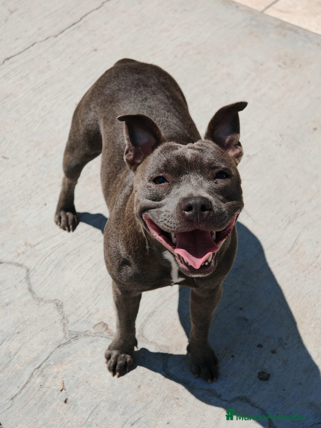 Staffordshire Bull Terrier perros en venta: Staffordshire Bull Terrier Blue  - Imagen 5