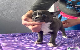 Chihuahua perros en venta: Excelentes chihuahuas azules - Imagen 7