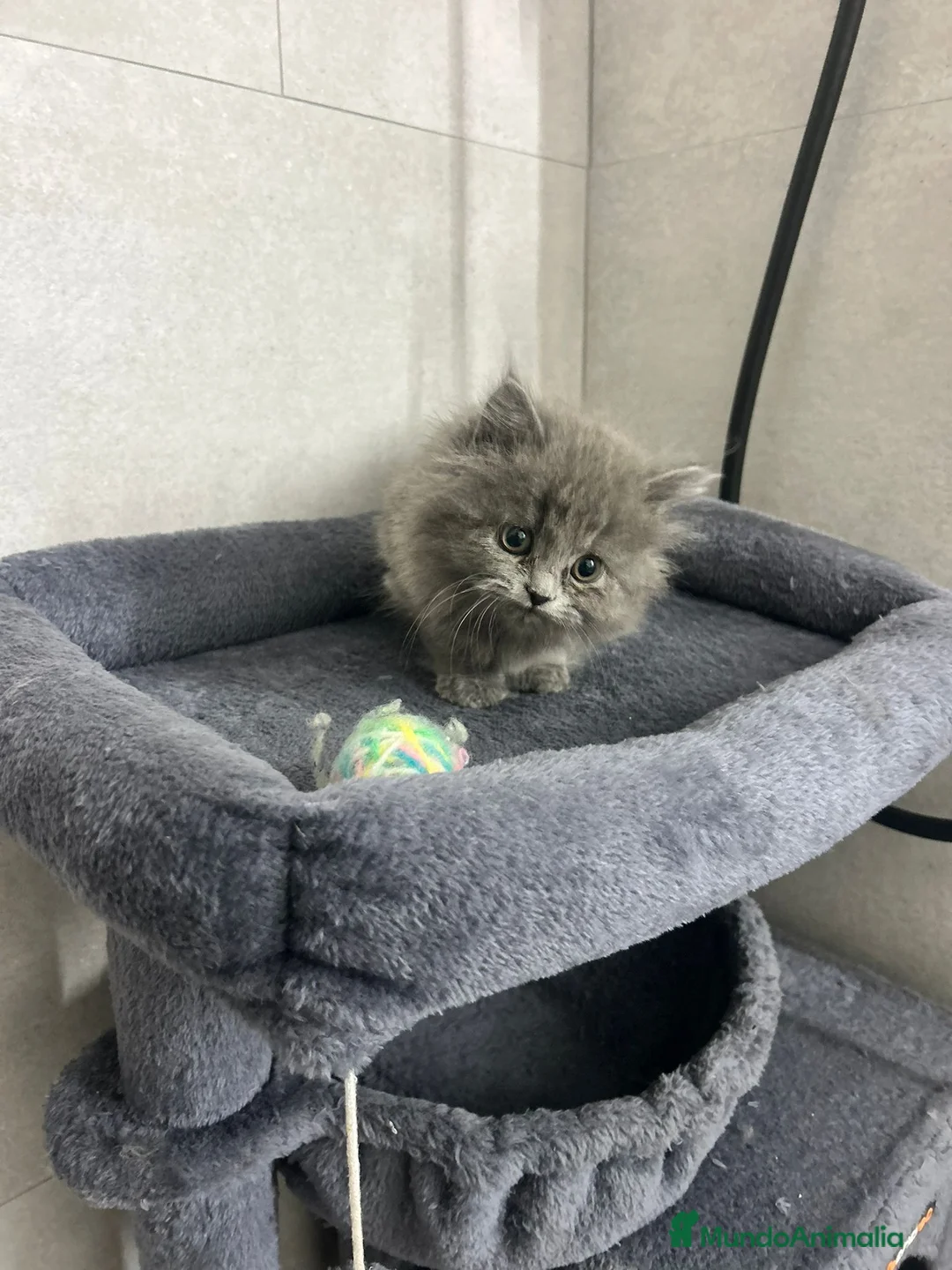 Británico de Pelo Largo gatos en venta: British pelo largo  - Anuncio 4