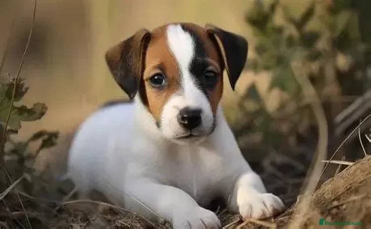 Jack Russell Terrier perros - Anuncio 9