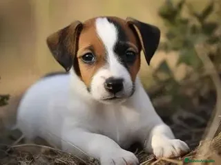 Jack Russell Terrier perros - Anuncio 1
