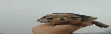 Teckel 5