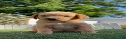 Labrador Retriever perros en venta: LABRADOR RETRIEVER  - Anuncio 8