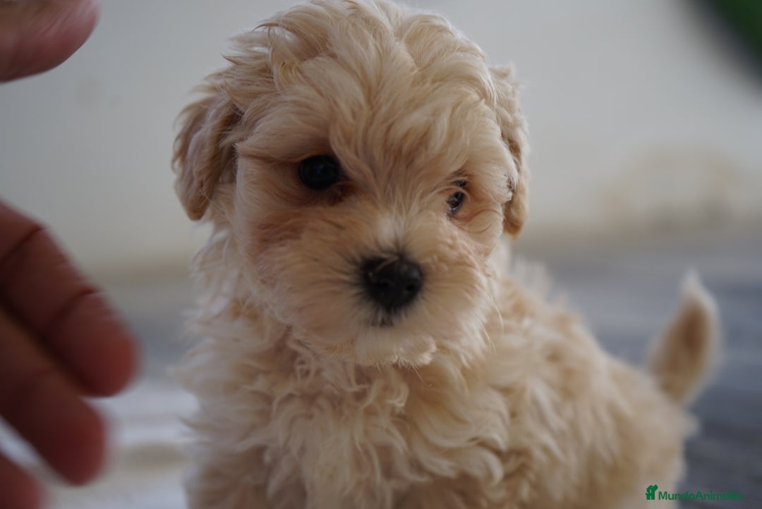 Maltipoo perros en venta: 🐾 Snow, Paco y Manolo – Maltipoo especiales 🐾 - Imagen 1