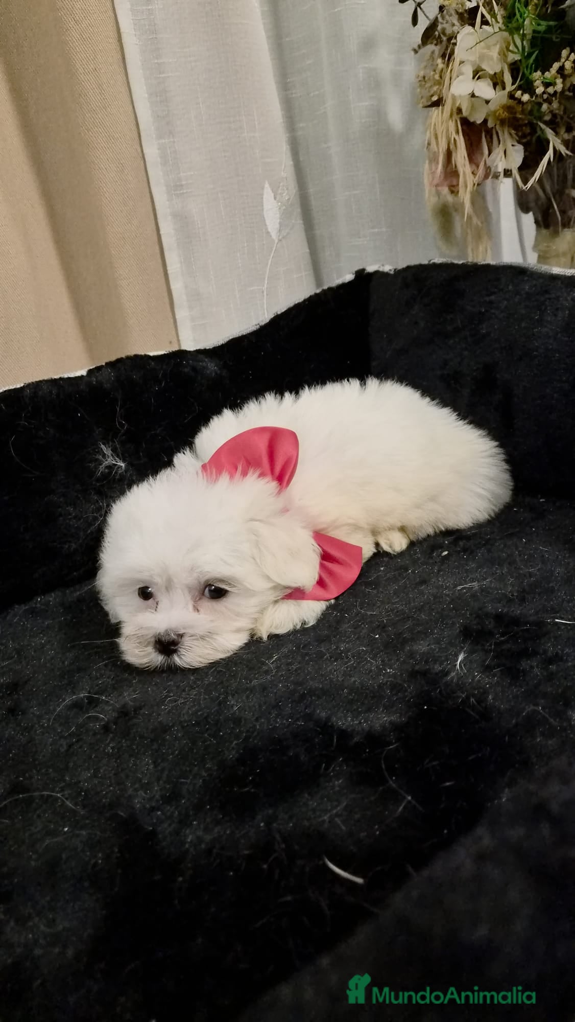 Bichón Maltés perros Bichón maltés  - Anuncio 1