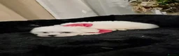 Bichón Maltés perros en venta: Bichón maltés  - Anuncio 1