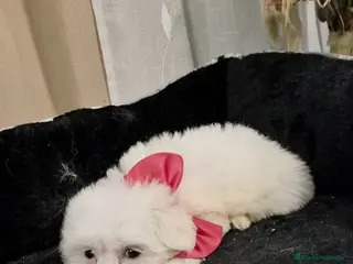 Bichón Maltés perros Bichón maltés - Anuncio 5
