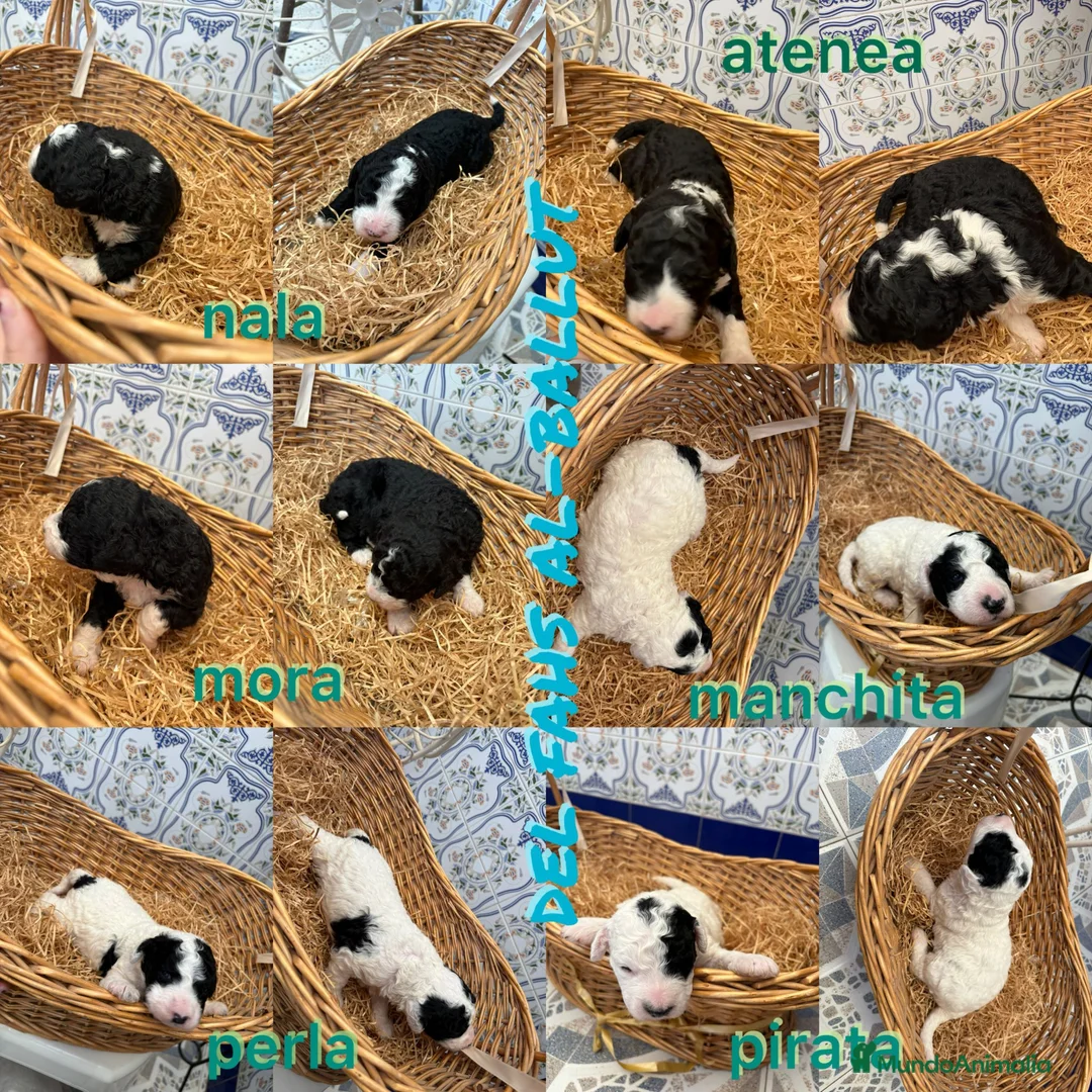 Perro de Agua Español perros en venta: PERROS DE AGUA ESPAÑOL - Anuncio 1