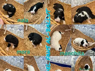 Perro de Agua Español perros PERROS DE AGUA ESPAÑOL - Anuncio 1