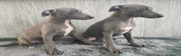 Whippet perros en venta: WHIPPET GRIS MACHO - Anuncio 3