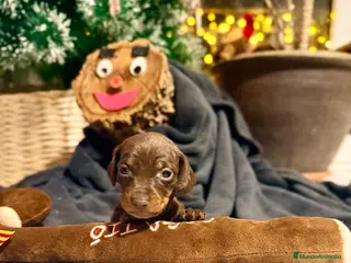 Teckel perros CAMADA DE TECKEL - Anuncio 15