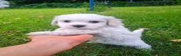 Bichón Maltés perros en venta: Bichoncitos Únicos - Anuncio 4
