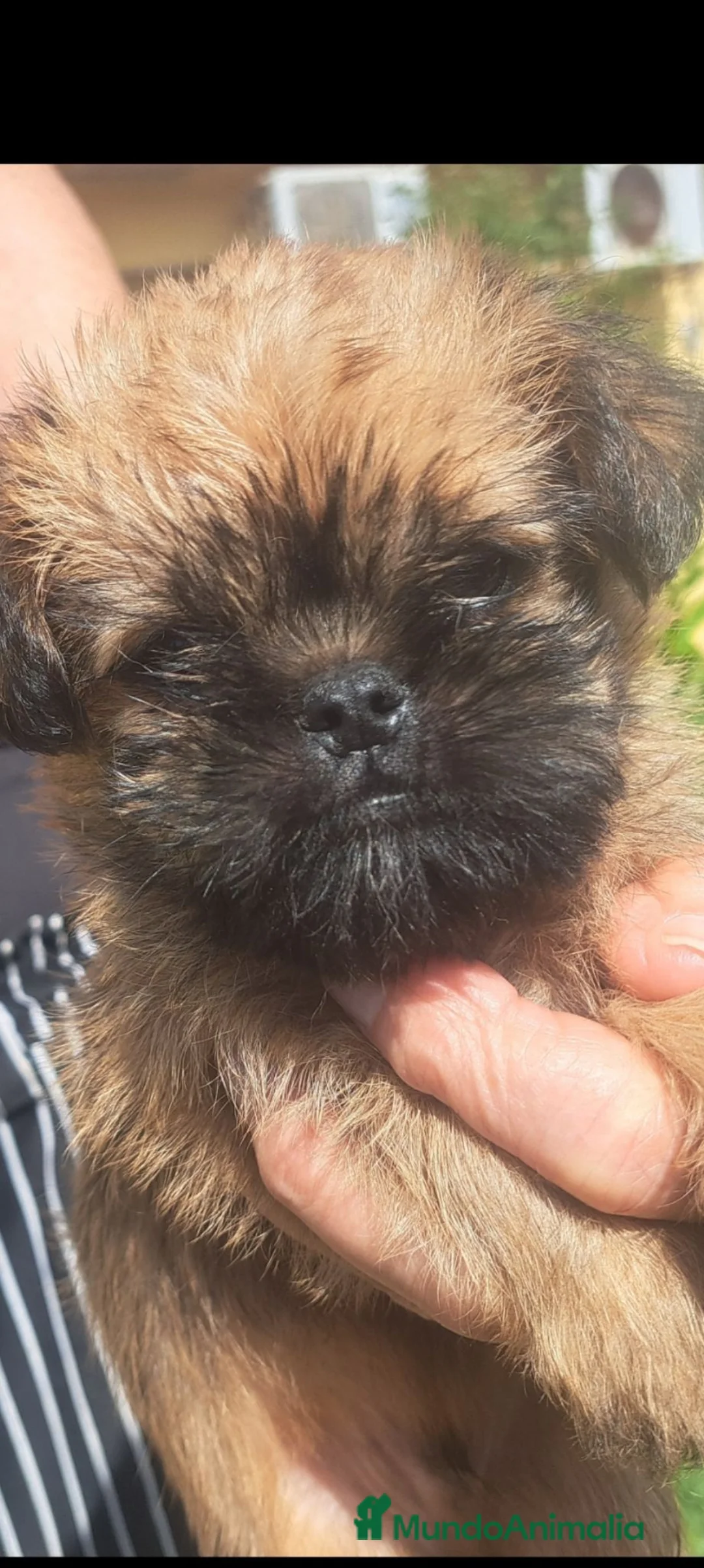 Grifón de Bruselas perros en venta: GRIFFON DE BRUSELAS - Anuncio 2