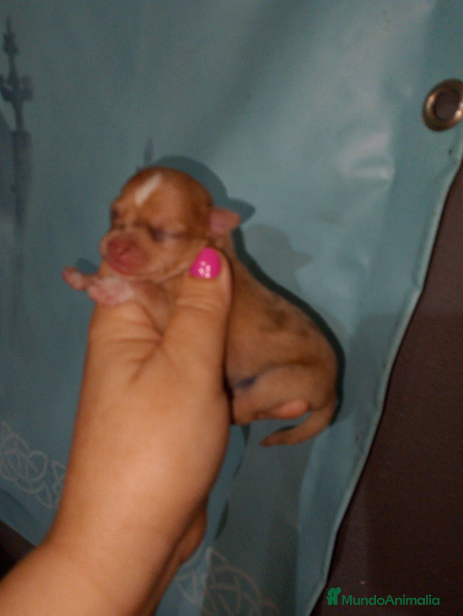 Chihuahua perros Solo quedan ya dos machos para reservar  - Anuncio 23