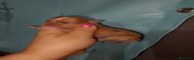 Chihuahua 1