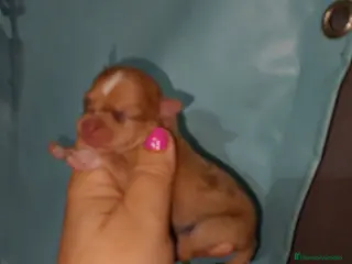 Chihuahua perros Solo quedan ya dos machos para reservar - Anuncio 23