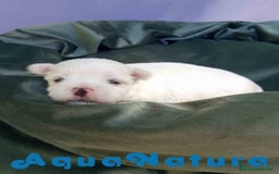 Bichón Maltés perros en venta: Bichon Maltes Macho 2 AQUANATURA - Imagen 5