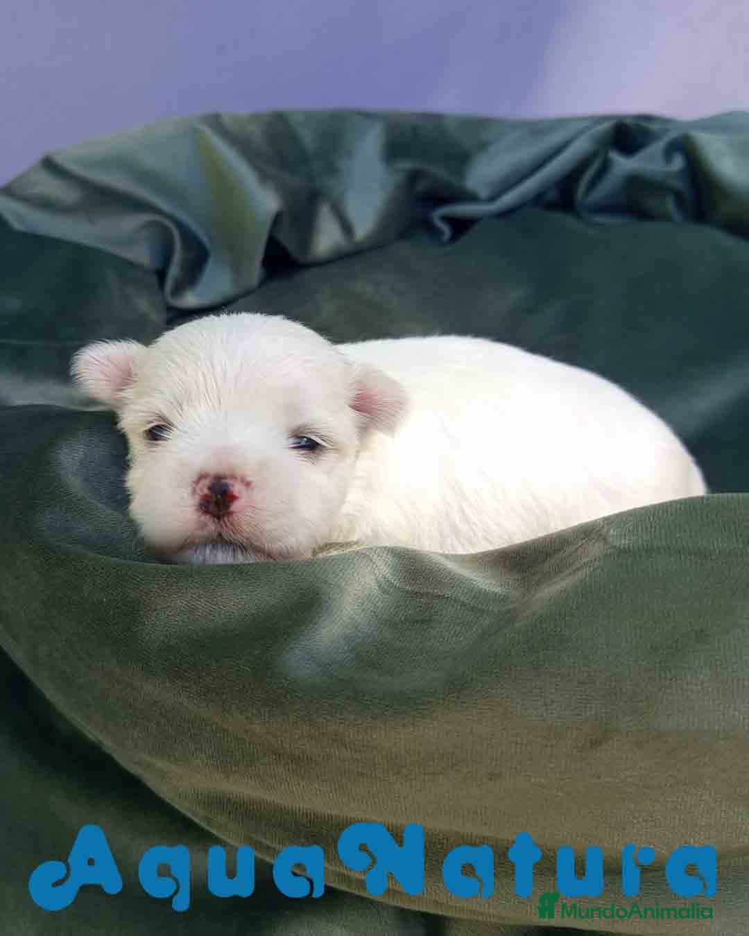 Bichón Maltés perros en venta: Bichon Maltes Macho 2 AQUANATURA - Imagen 5