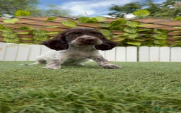 Cocker Spaniel Inglés perros en venta: COCKER MACHO RUANO - Imagen 13