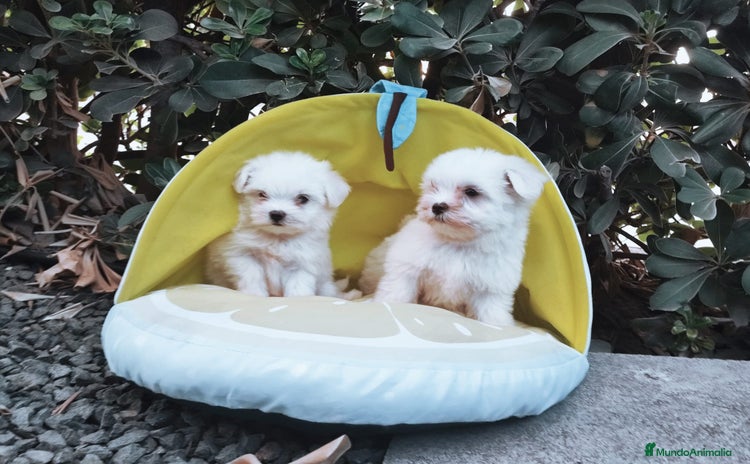 Bichón Maltés perros en venta - Anuncio 2