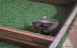 Chihuahua perros en venta: Chihuahua MICRO TOY Lilac Pelo Largo - Imagen 6