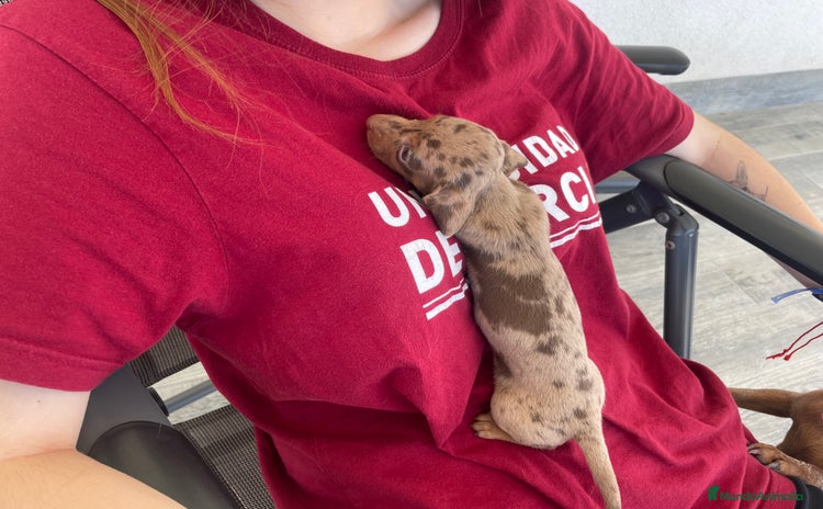Teckel perros en venta - Propaganda 1