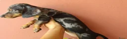 Teckel Miniatura perros en venta: Teckel miniatura - Anuncio 4
