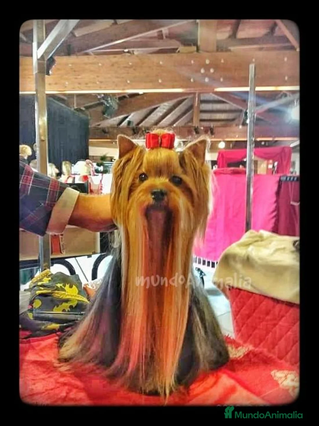 Imagen de galería {{count}}