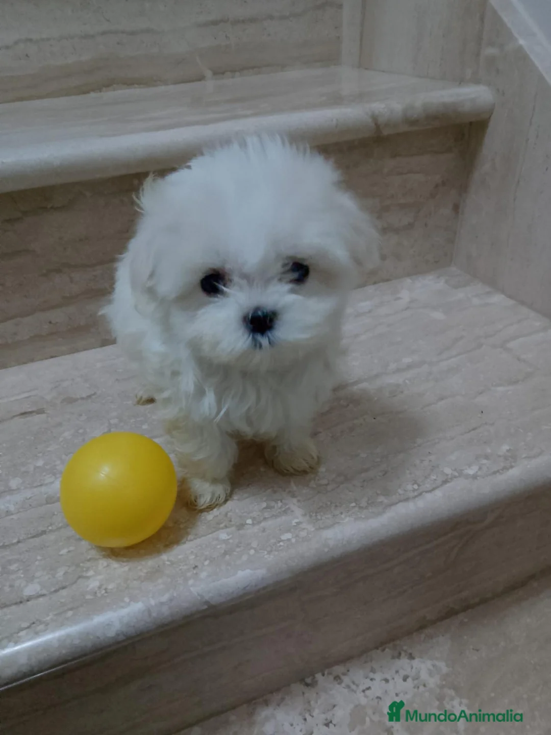 Bichón Maltés perros en venta: Bichón Maltés  - Anuncio 9