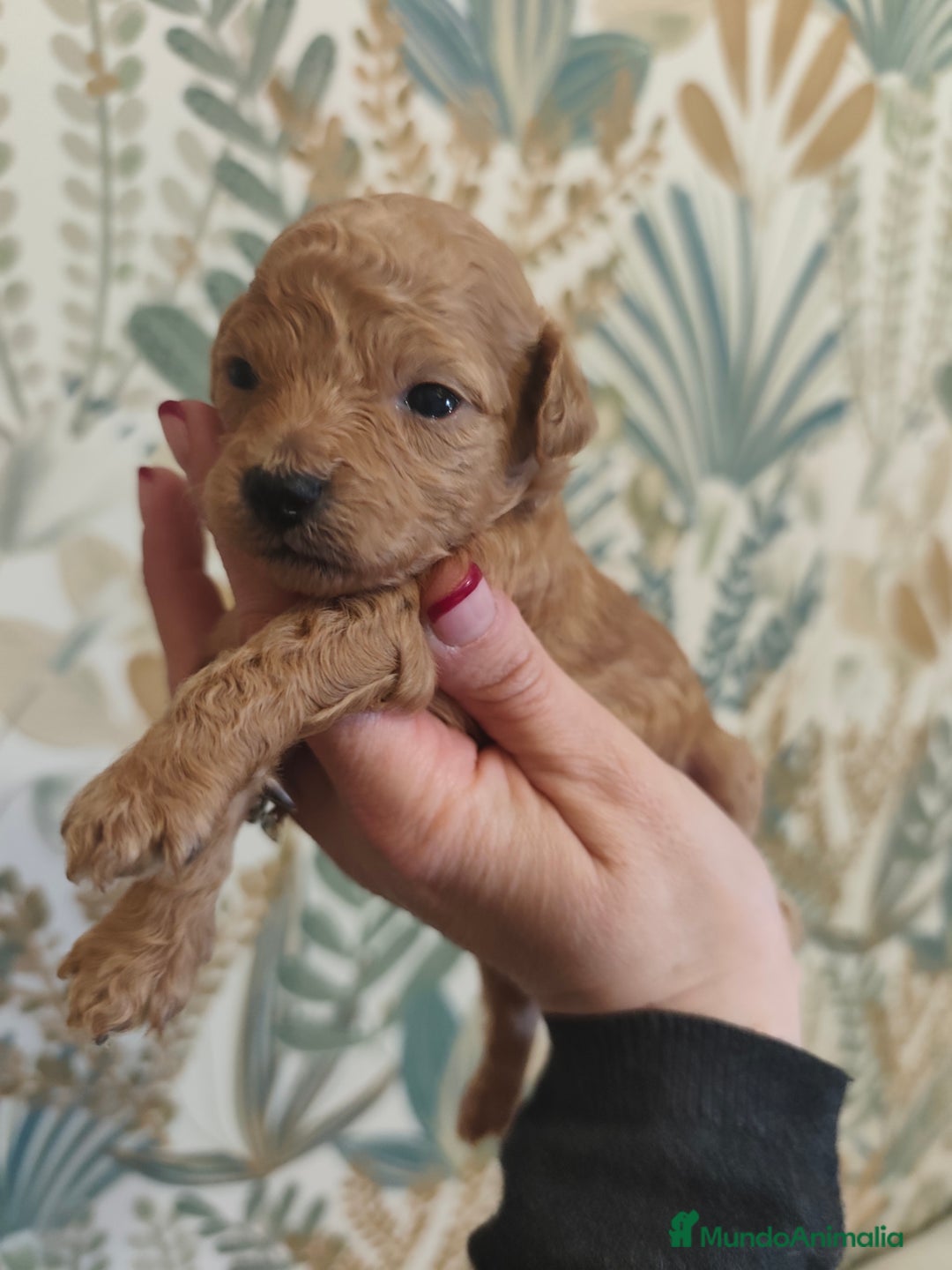 Caniche Toy perros en venta: 🐾 CANICHE TOY HEMBRA APRICOT – CRIADA CON AMOR 🐾 - Anuncio 3