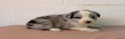 Border Collie perros en venta: 🐾🐾 Border Collie con pedigree – 8 cuccioli 🐾🐾 - Anuncio 1