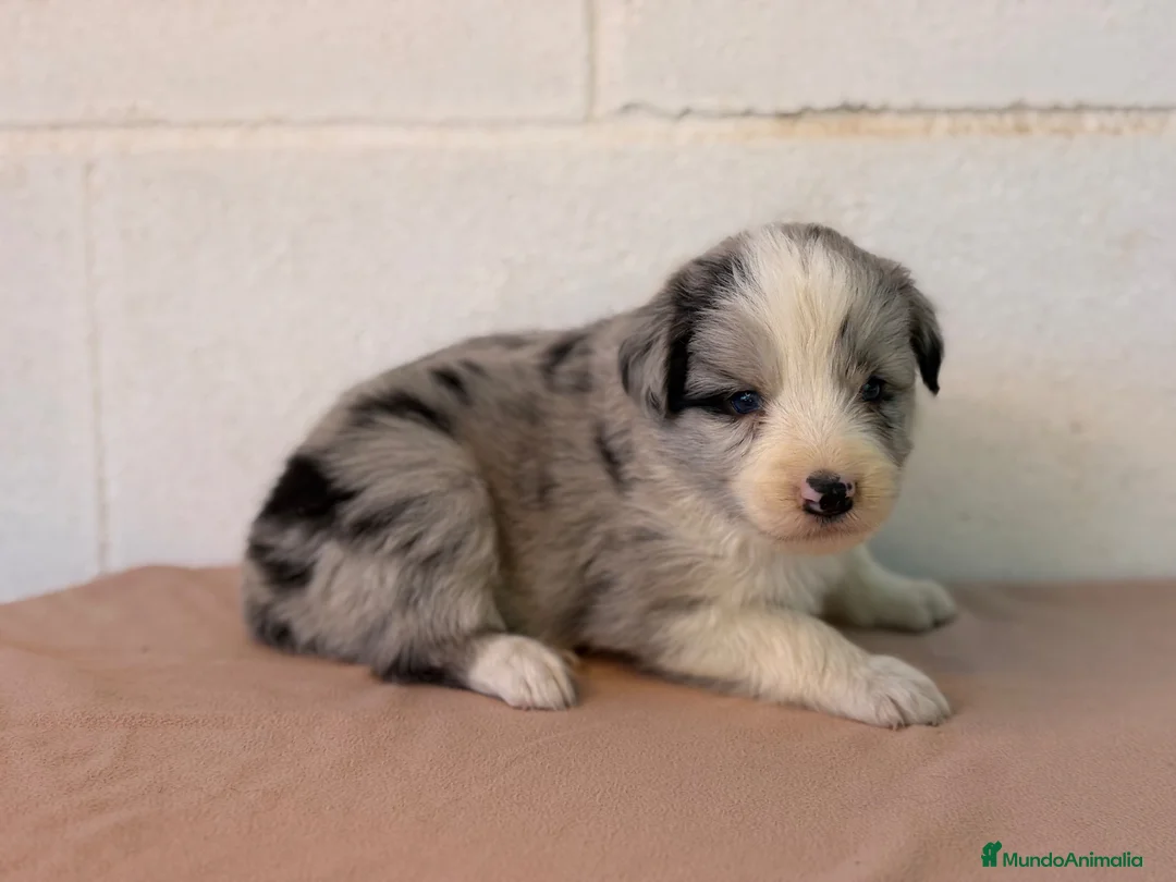 Border Collie perros en venta: 🐾🐾 Border Collie con pedigree – 8 cuccioli 🐾🐾 - Anuncio 1