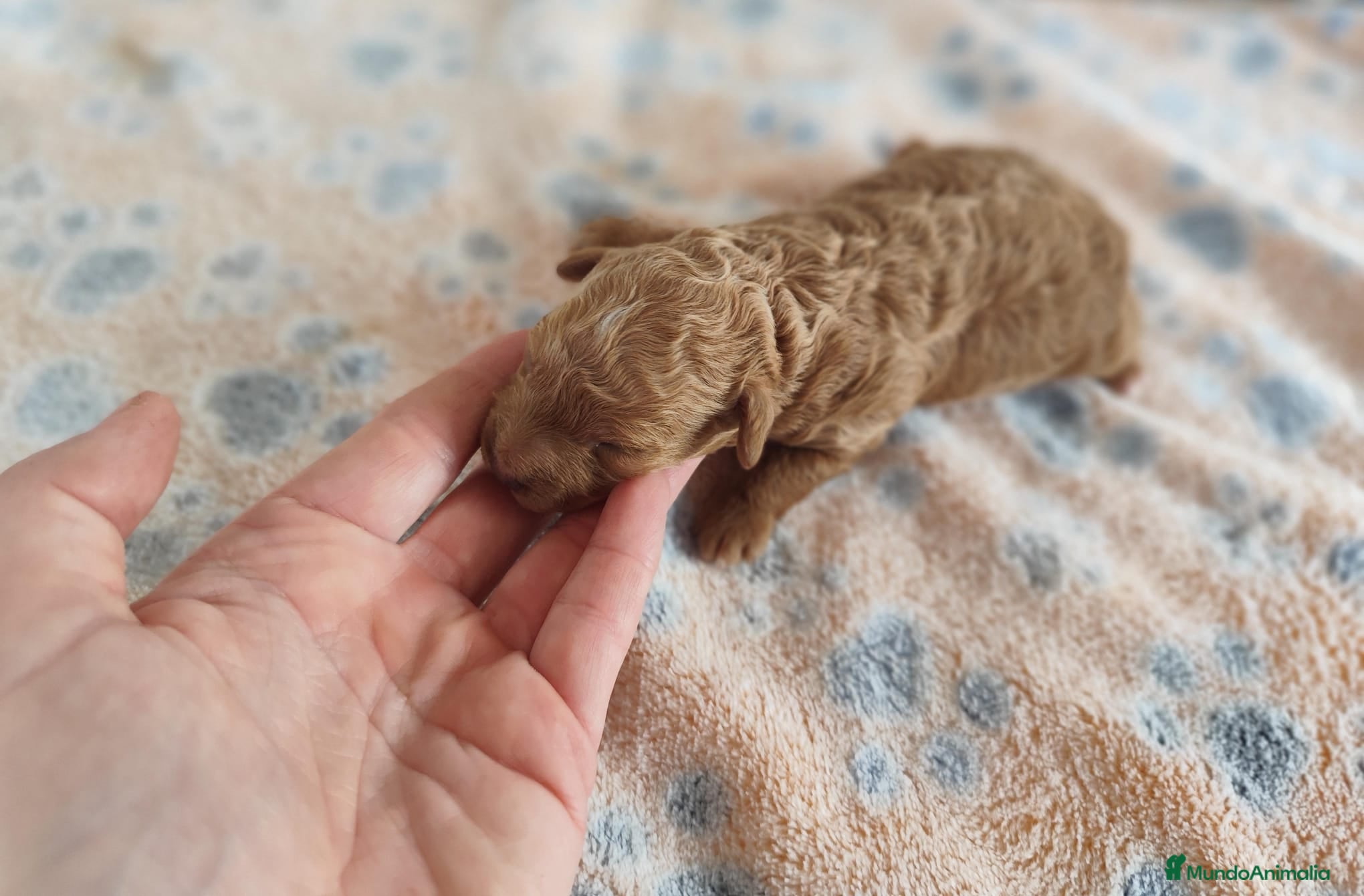 Caniche Toy perros Caniche toy  - Anuncio 26