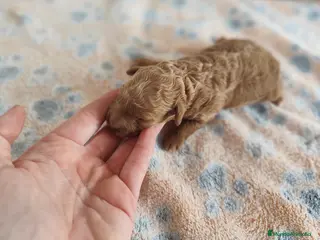 Caniche Toy perros Caniche toy - Anuncio 26