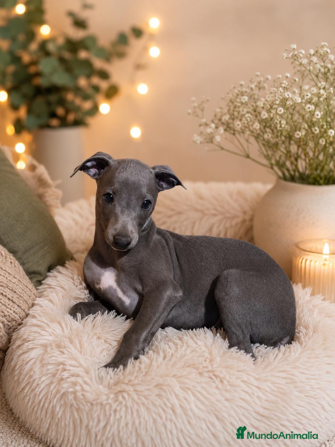 Whippet perros WHIPPET - Anuncio 1