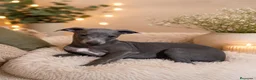 Whippet perros en venta: WHIPPET - Anuncio 1
