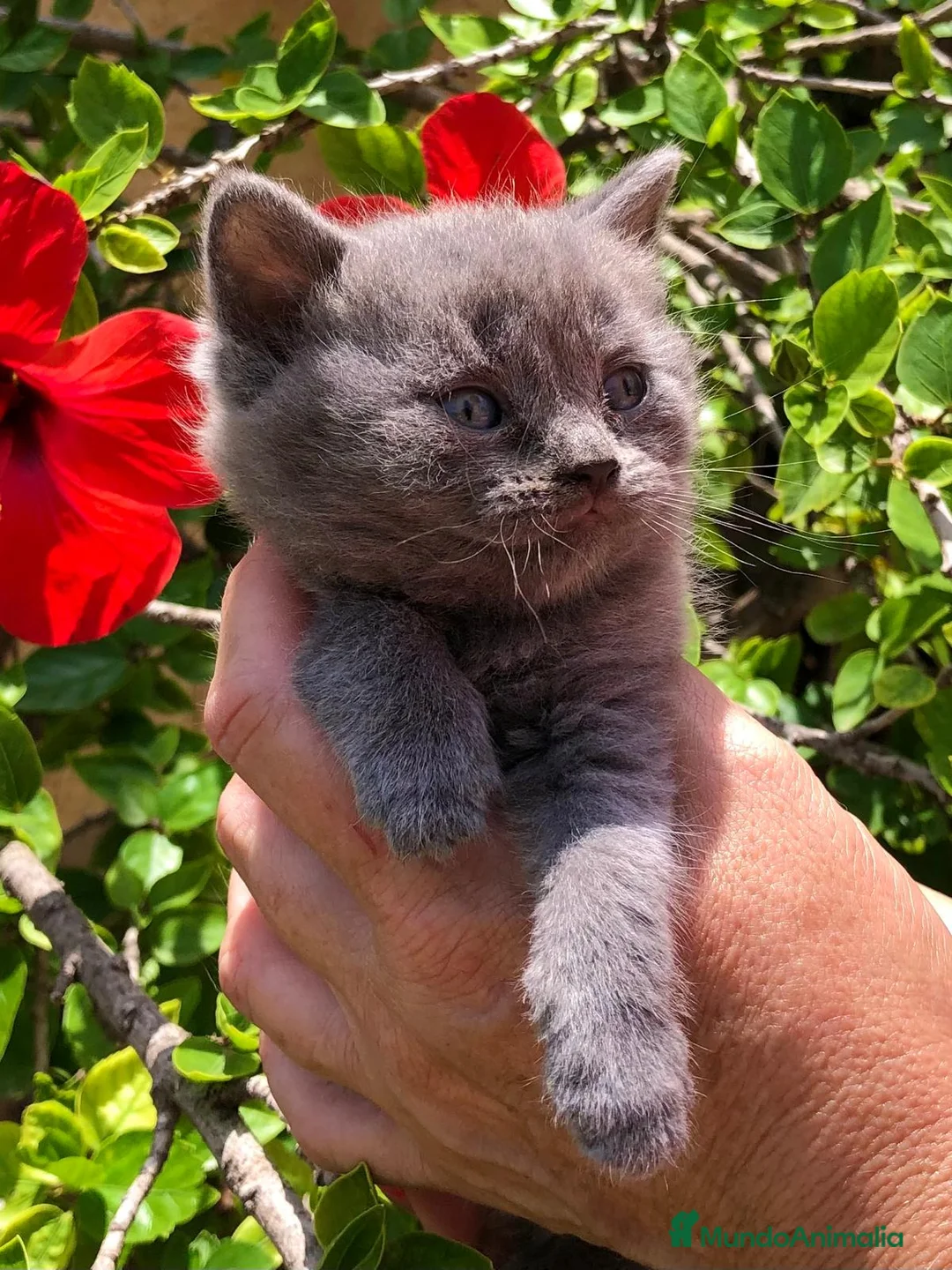 Británico de Pelo Corto gatos en venta: GATITOS BRITISH  - Anuncio 2